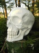 Schädel weiss, riesig